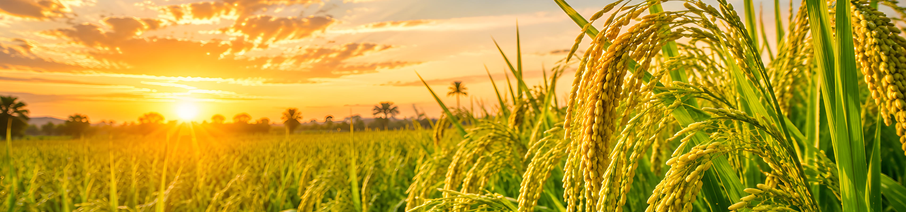 Penna Seeds - About Banner