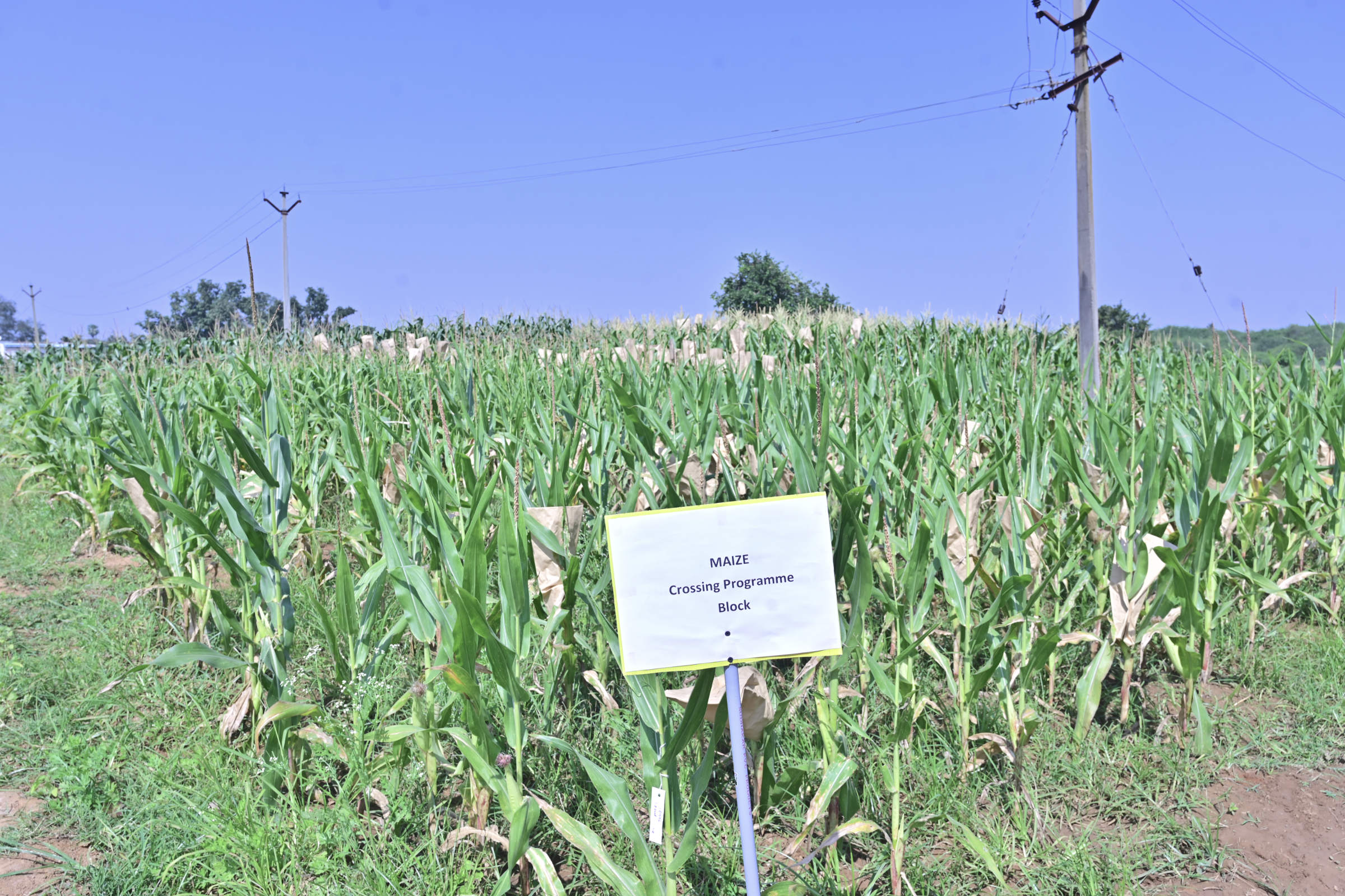 Agricultural Research Field