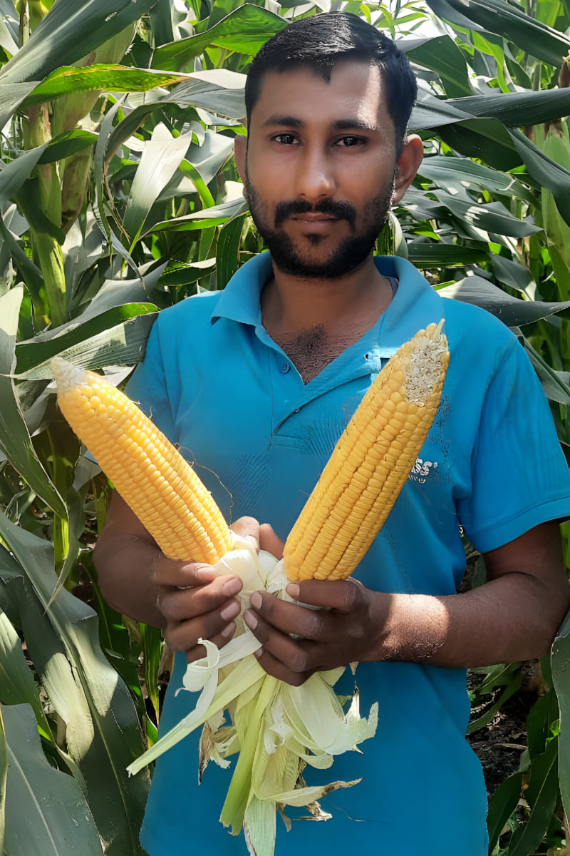 Harmonia Angelica Photo 2